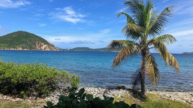 Une plage avec un palmier, une eau d’un bleu limpide et une montagne qui se dessine à l’horizon.