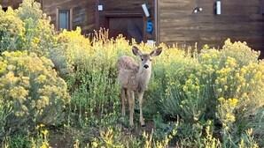 A deer standing in front of a building with the number 5 on it. - Shuttle to Resort, Remodeled 1930 sqft, Family Friendly, Large Outdoor Space (Angel Fire)
