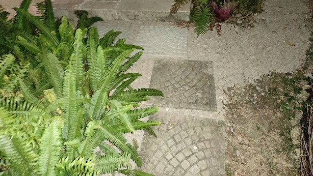 Eine steinerne Treppe führt zu einer höheren Ebene, umgeben von üppigem Grün und kleinen Pflanzen.