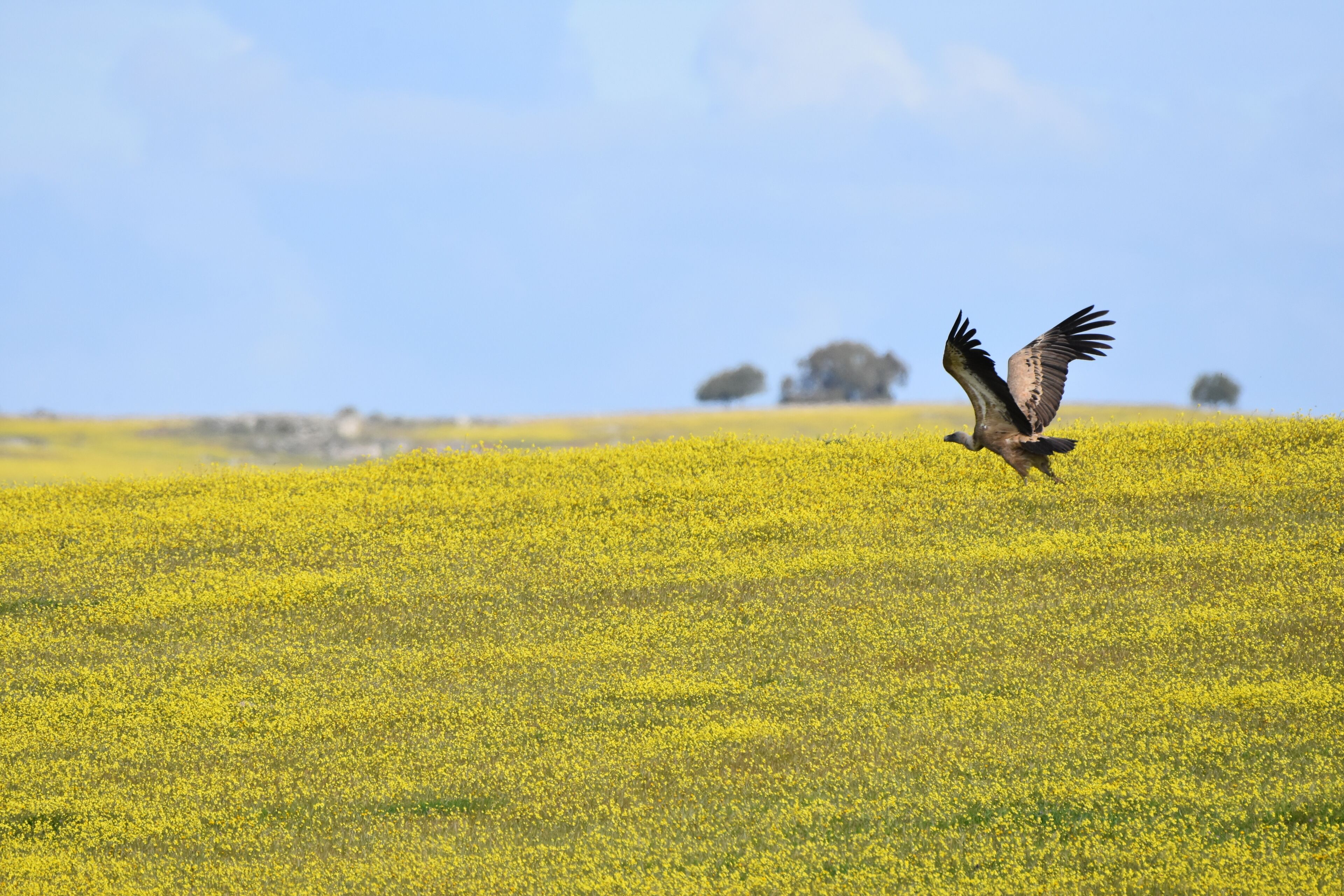 Un uccello in volo sopra un campo di fiori gialli.