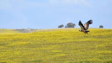 Un uccello in volo sopra un campo di fiori gialli.