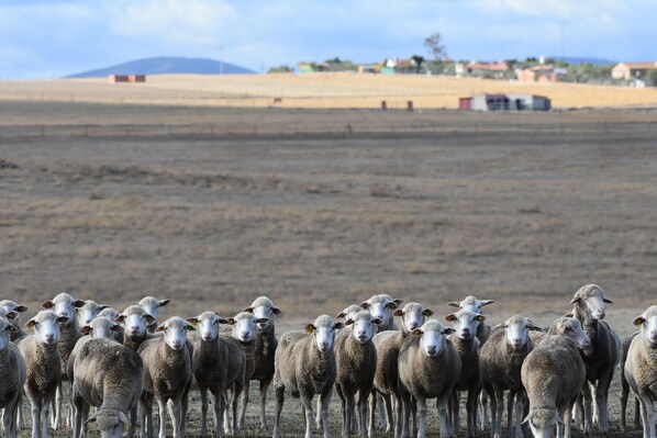 A large flock of sheep in a field with a distant view of buildings and a mountain.