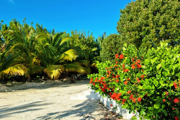 Garden - A touch of color