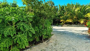 Un sendero de grava bordeado por una vegetación densa, incluyendo árboles de hojas grandes y palmeras, que conduce a una zona sombreada.