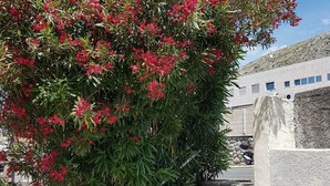 Una scala conduce a un edificio con un muro in pietra e un albero con fiori rossi.