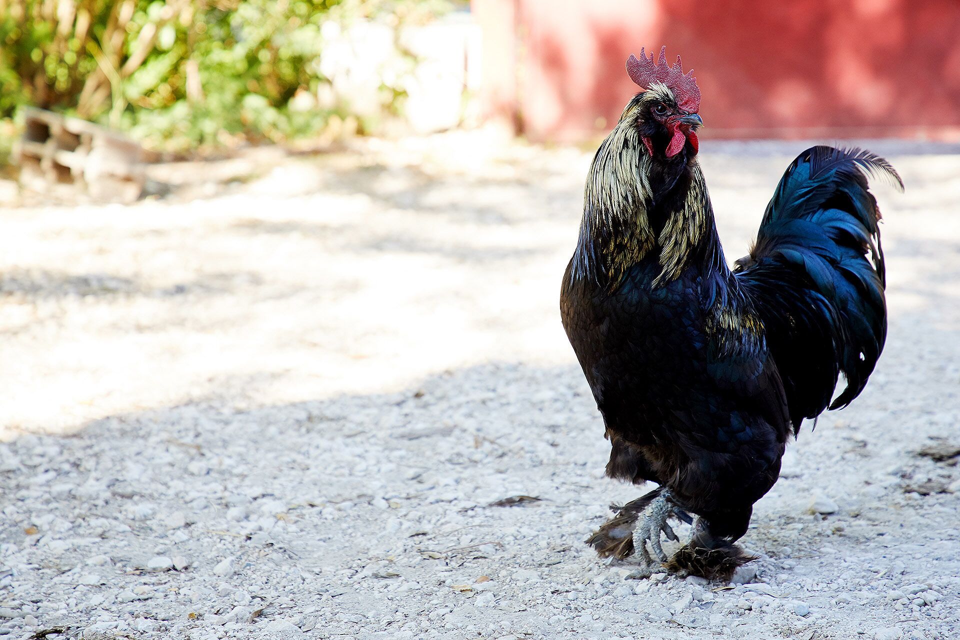 Un gallo parado sobre una superficie de grava.