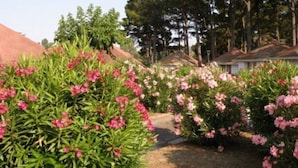 Un jardin agrémenté d’arbustes à fleurs roses et d’un sentier.