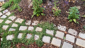 A garden with a tree, a stone pathway, and various plants and flowers.