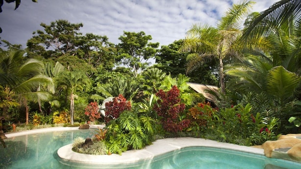 Ein Pool, umgeben von üppiger tropischer Vegetation und wolkenlosem Himmel.