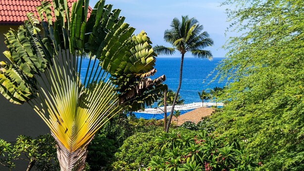 Una playa tropical con una palmera y abundante vegetación.