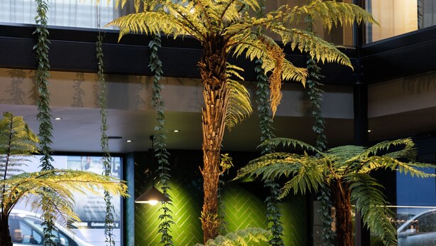 A modern interior with hanging ferns and a large potted plant. - Ebb-Dunedin (Dunedin)