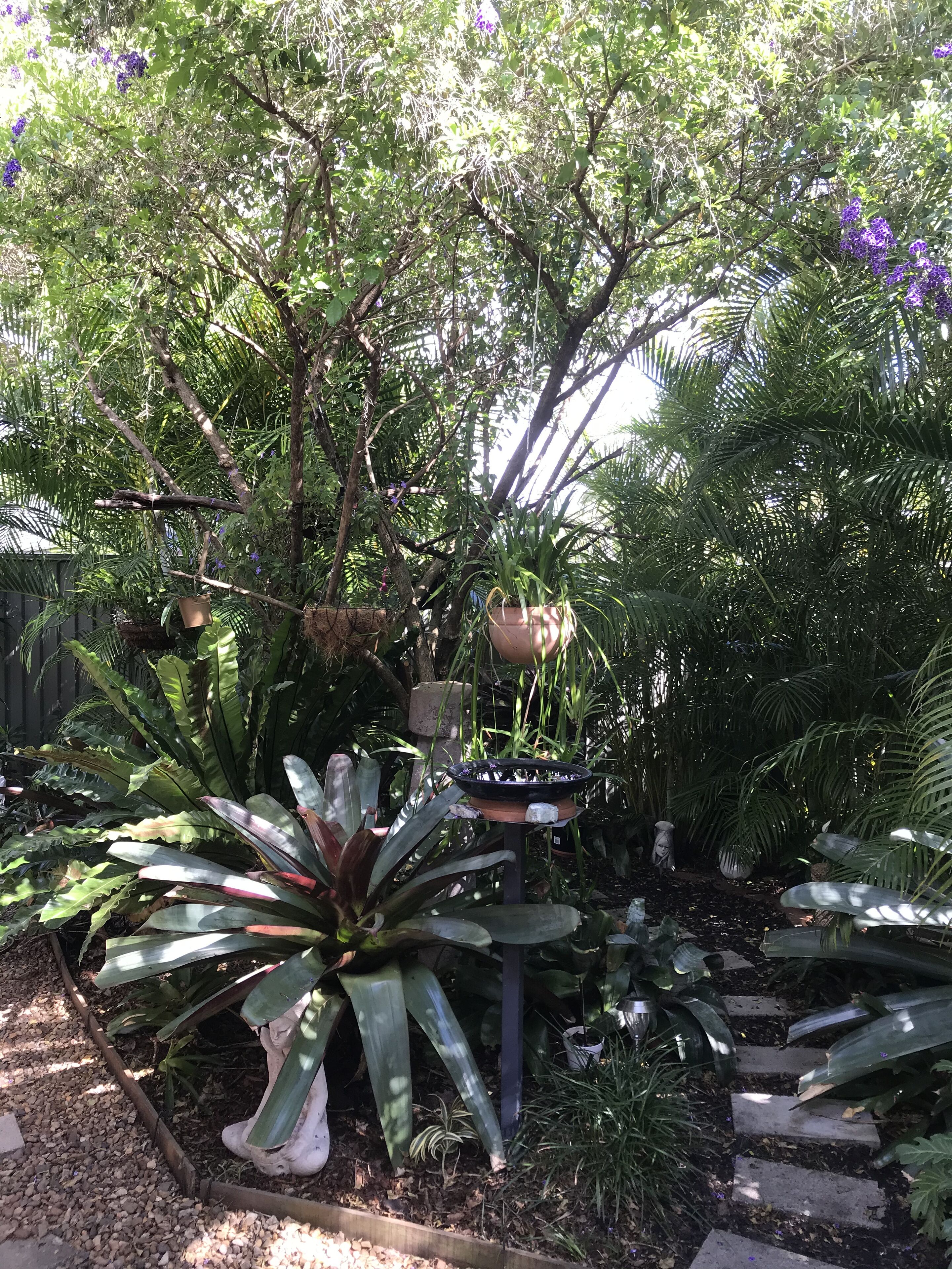 A garden with various plants and a bird feeder.