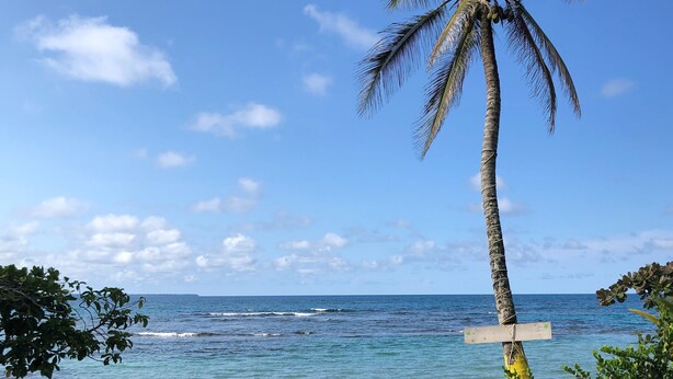 Una playa con una palmera, un cartel de madera y algunos barcos.