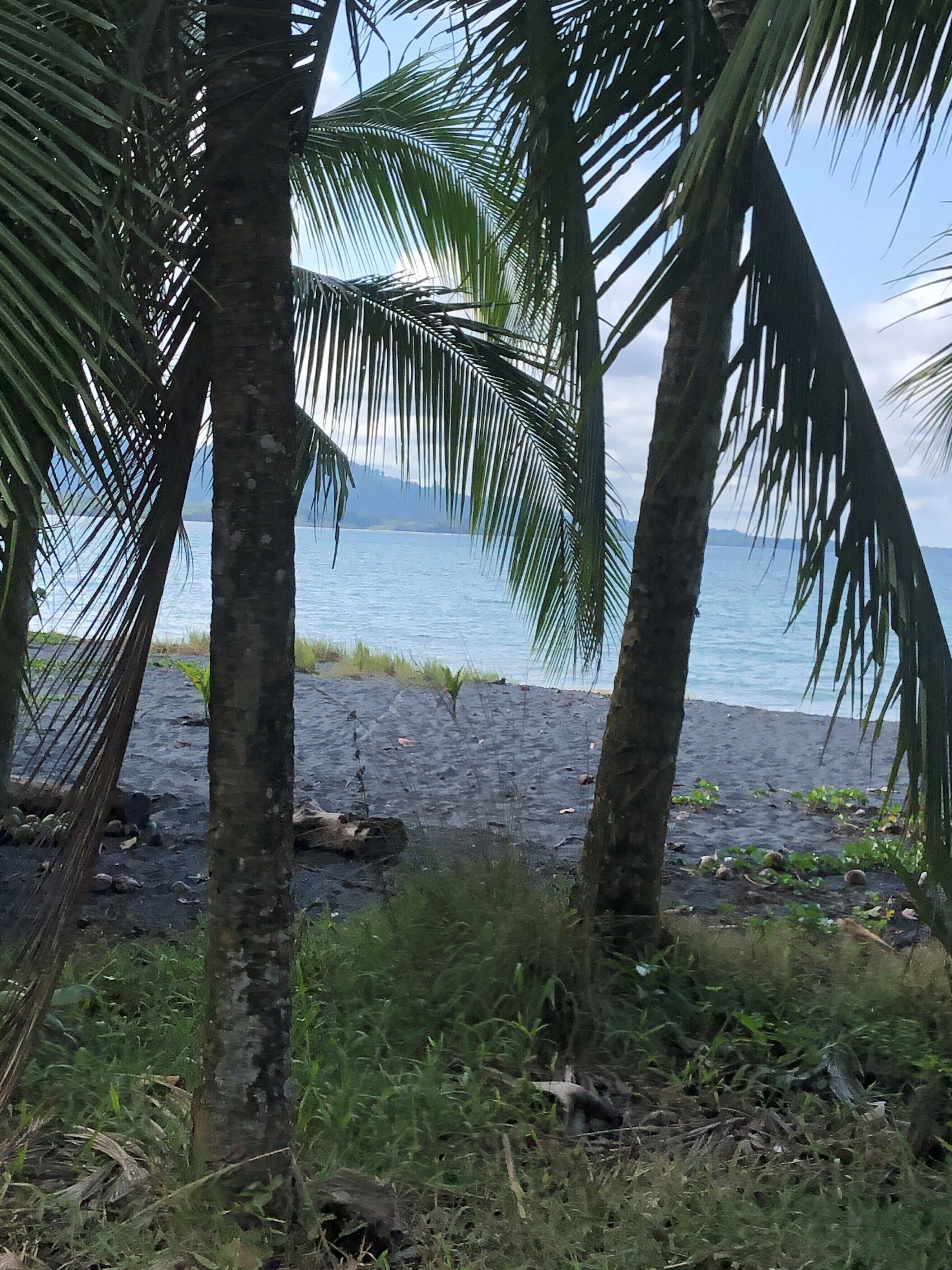 Una playa con palmeras y vista al océano.