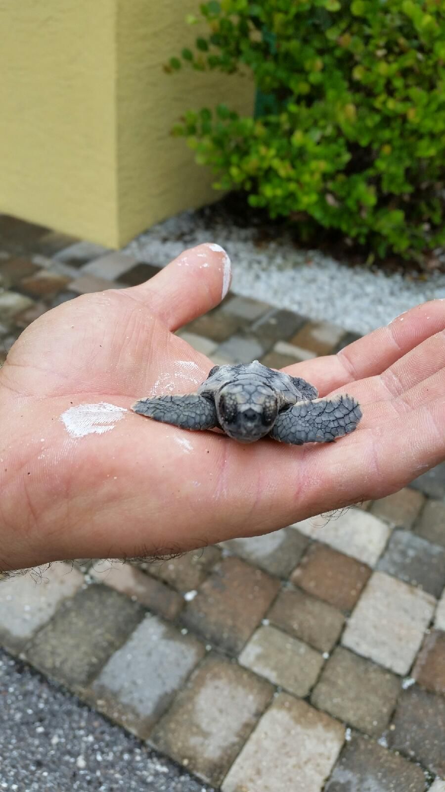 Una pequeña tortuga en la mano de una persona.