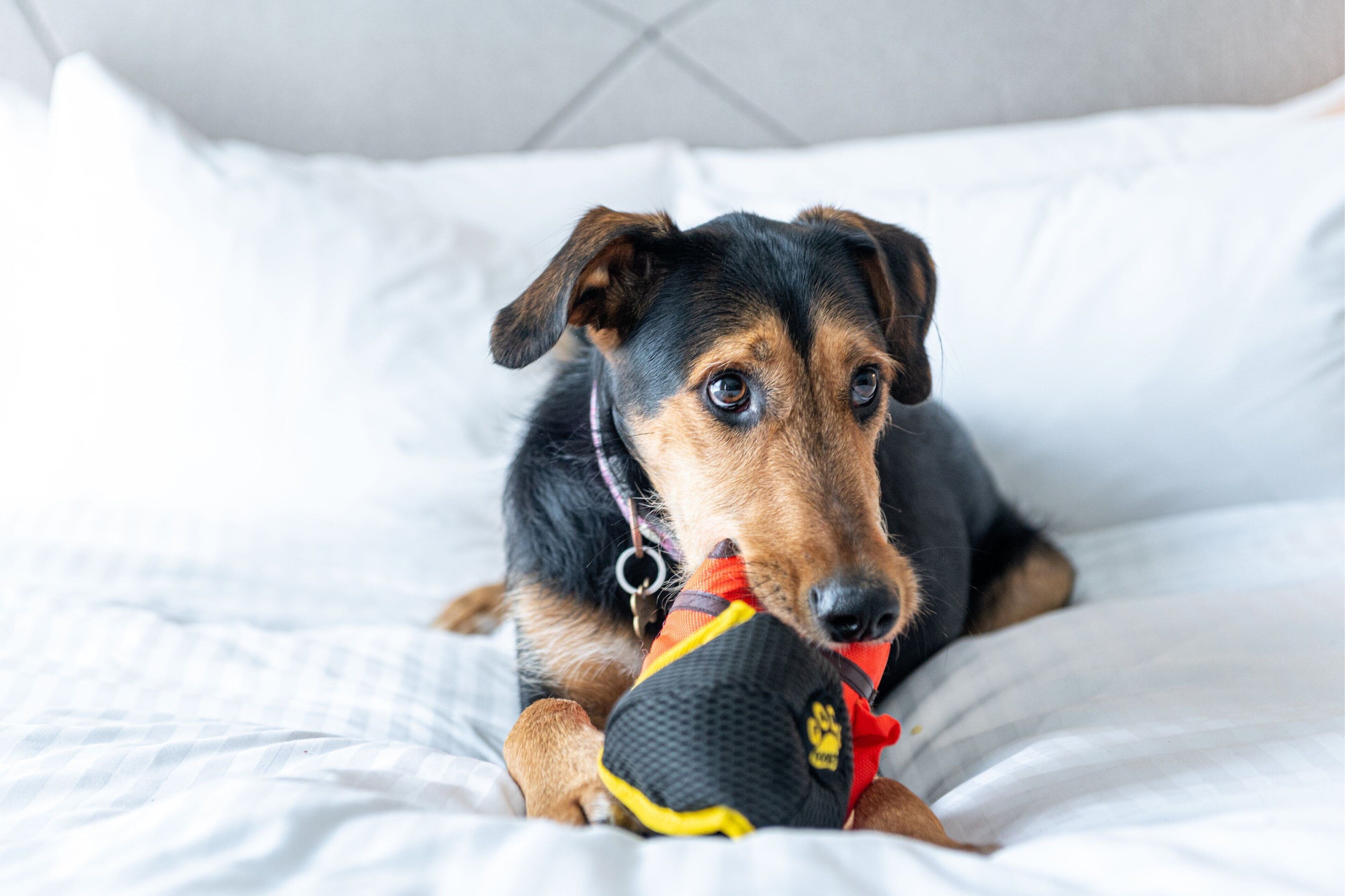 A dog lying on a bed with a toy.