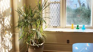 A potted plant by a window with a view of greenery outside.