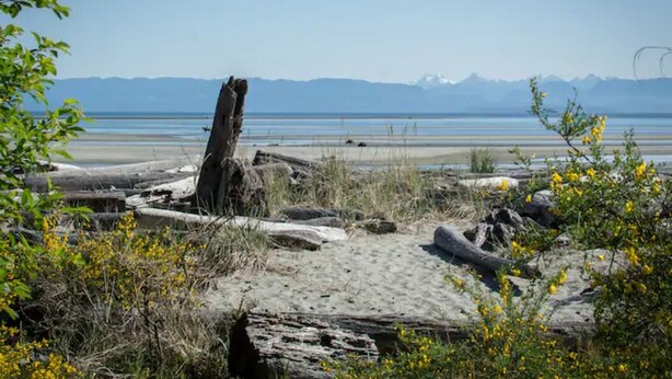 Ein Strand mit Treibholz, gelben Blüten und freiem Blick auf ferne Berge.