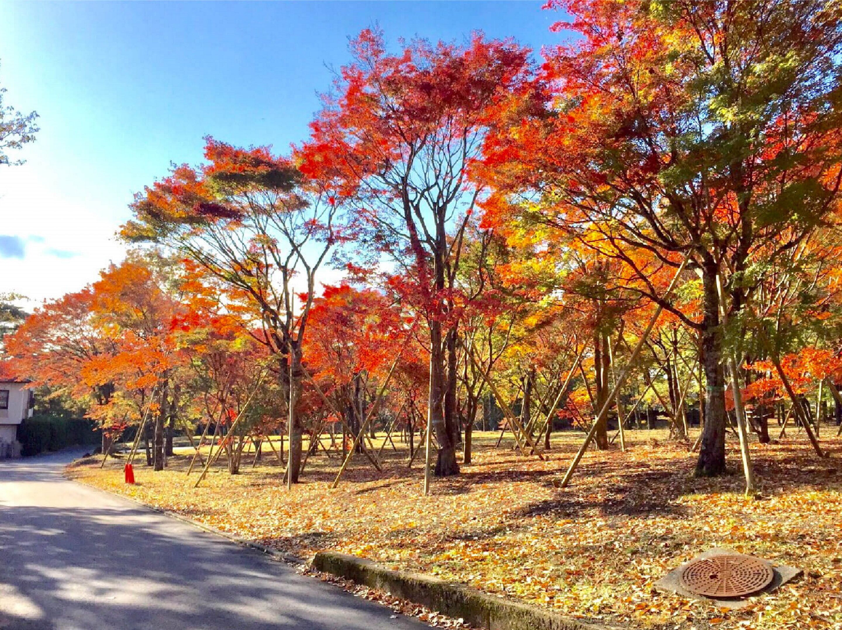 Taman