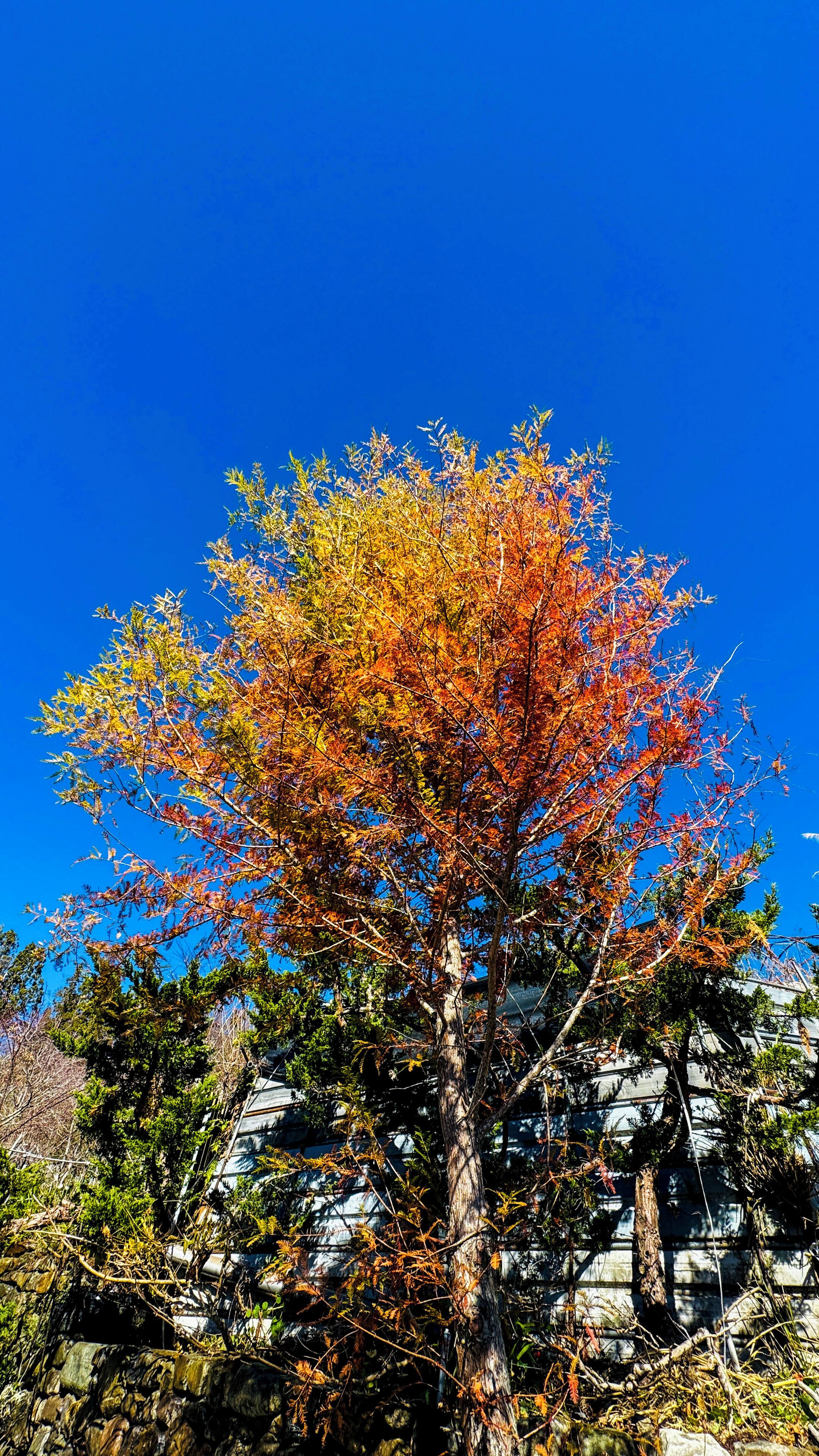 Un árbol con follaje otoñal sobre un cielo azul despejado.