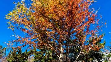 Un árbol con follaje otoñal sobre un cielo azul despejado.