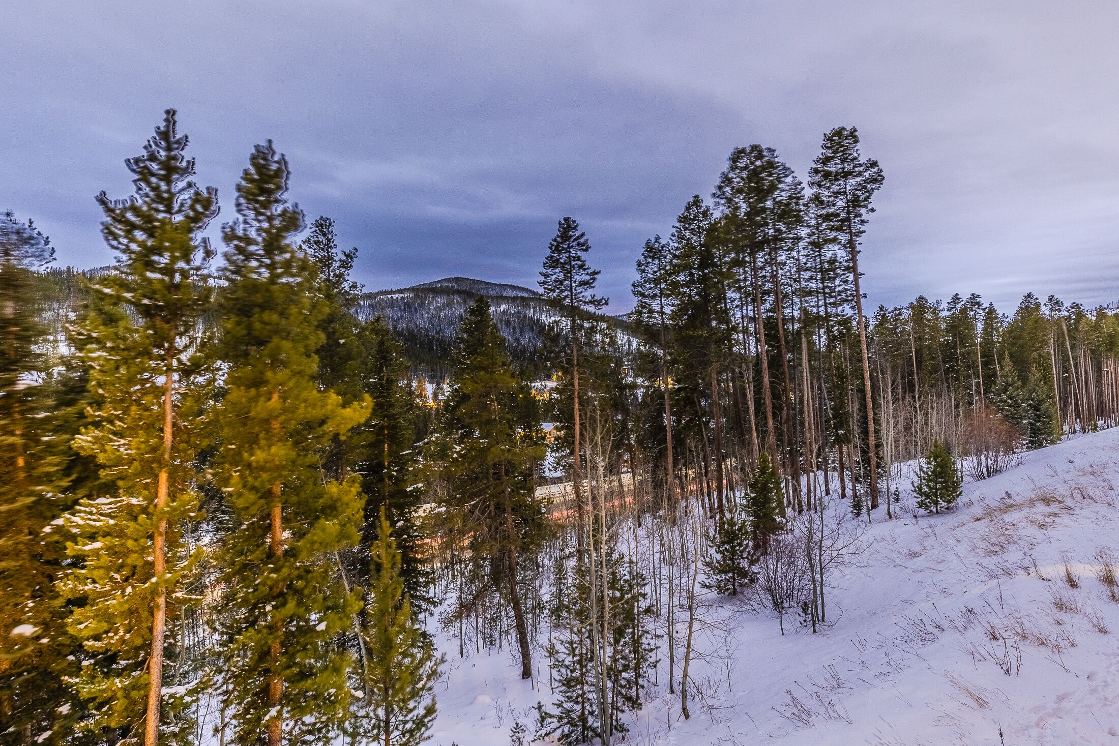 Un paisaje nevado con altos pinos y una montaña al fondo.