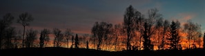 Silhouette di alberi su uno sfondo di cielo al tramonto.