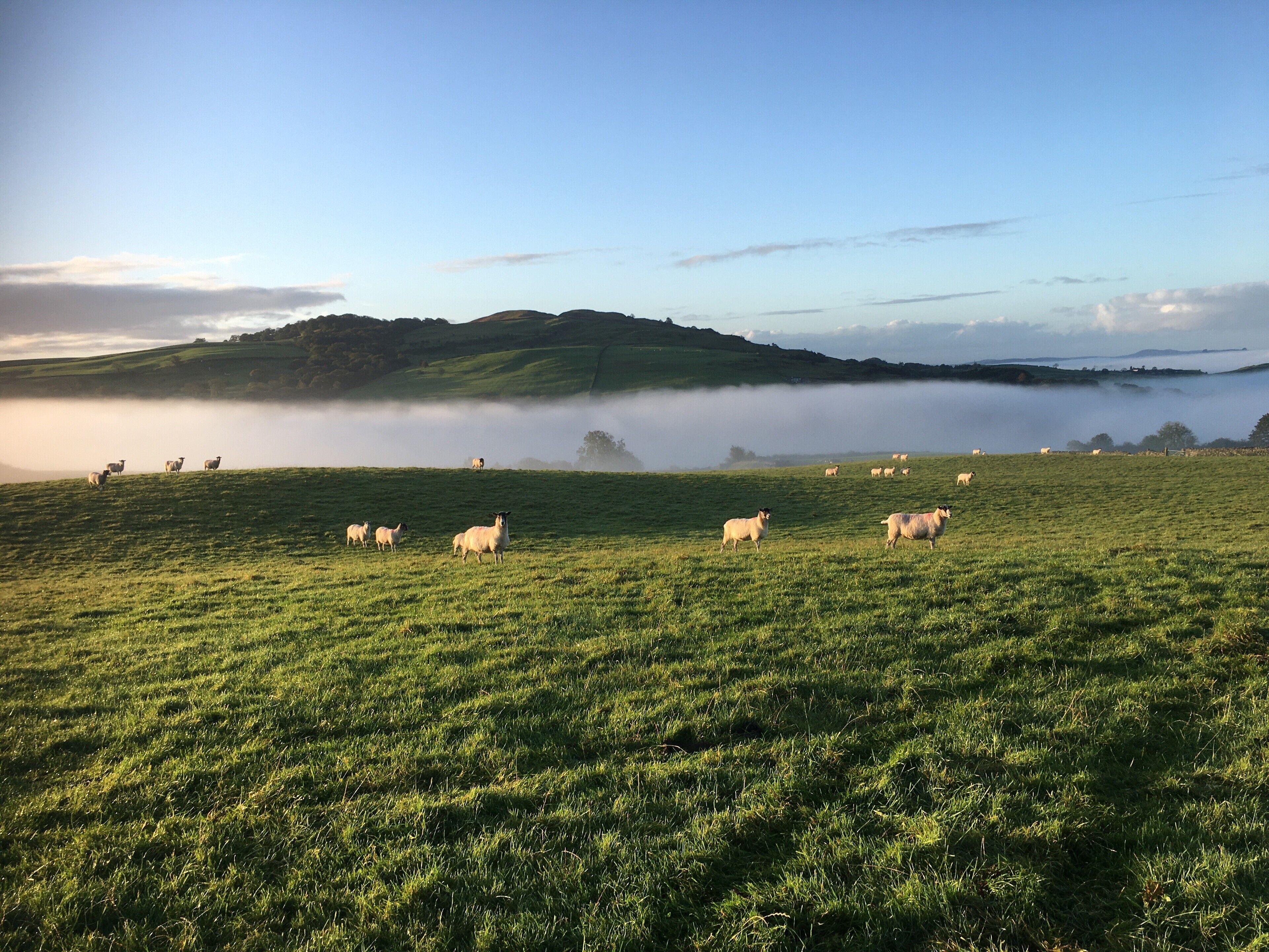 A grassy field with sheep grazing, a misty hill in the background, and a clear sky.