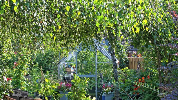 A garden with a wooden fence, a greenhouse, and various plants. - Lower Canterbury House (Gattonside, near Melrose)