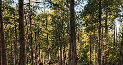 Weekend Getaway Relax & Recharge 5 acres Nature Retreat & Dog Heaven!