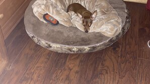 Un perro descansando sobre una cama redonda para mascotas con borde estampado, ubicada sobre un piso de madera.