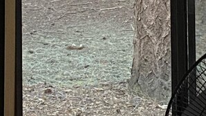Vista a través de una ventana de un área boscosa donde se ven ciervos a lo lejos.