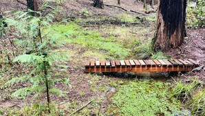 Un área boscosa con un puente de madera sobre un pequeño arroyo.