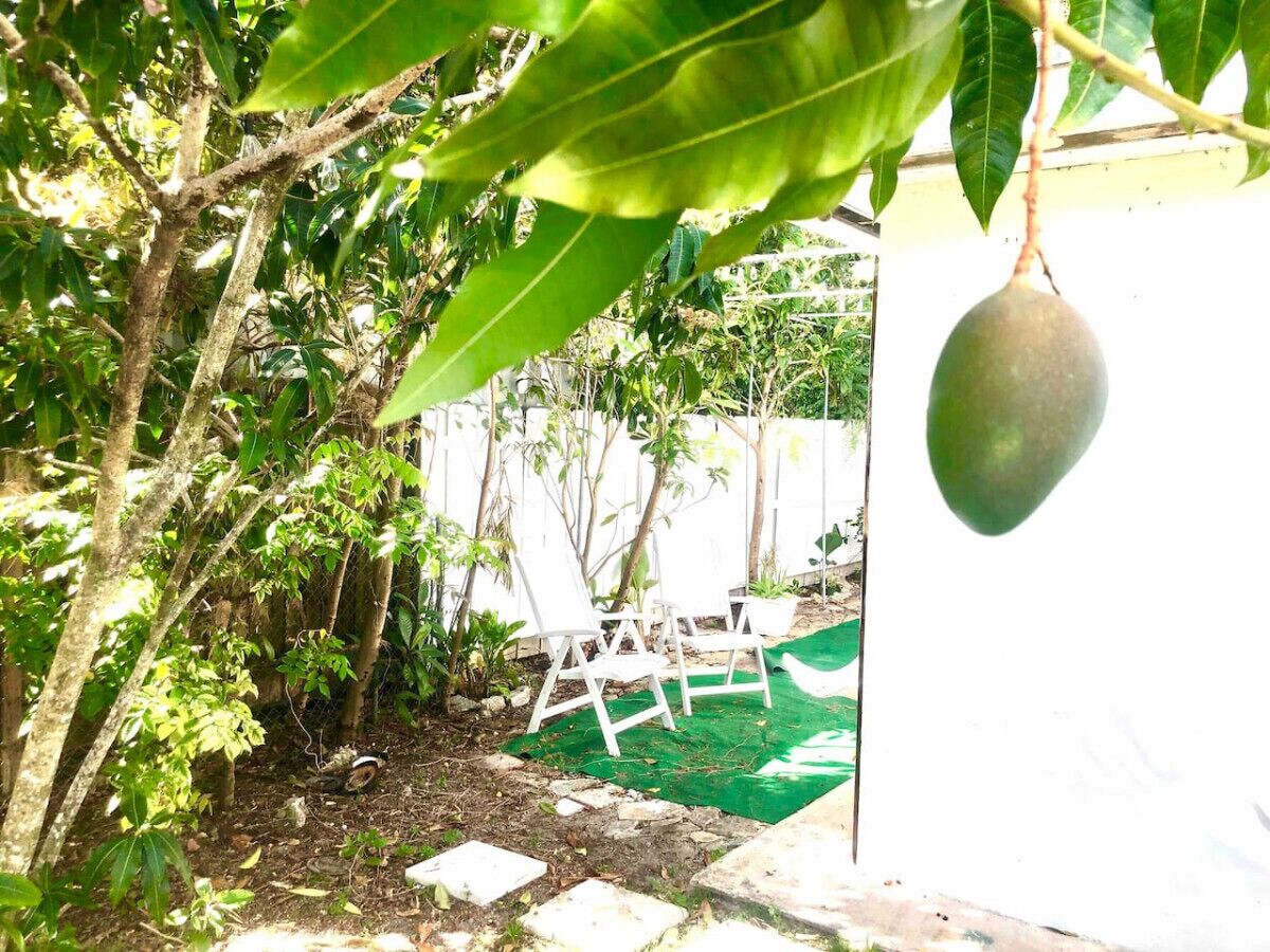 A garden with a tree bearing a fruit, white chairs, and a green mat.