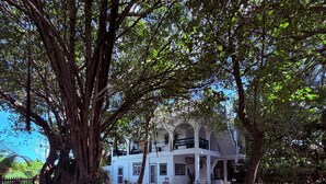 A large tree in front of a white building with multiple windows and balconies.