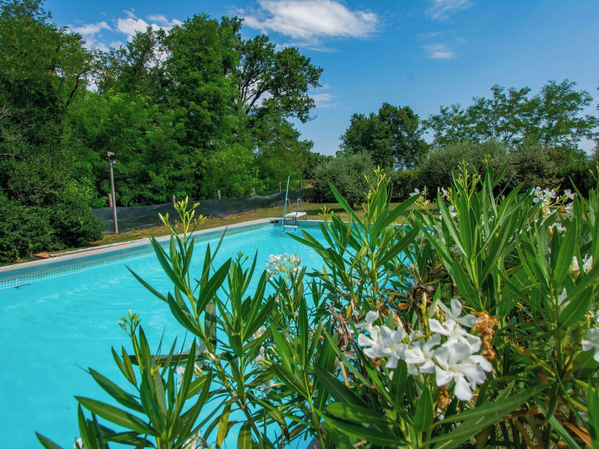 Une piscine entourée d’une végétation luxuriante et d’arbres.