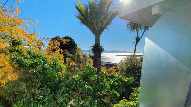 A lush garden with various plants and a palm tree, overlooking a body of water.