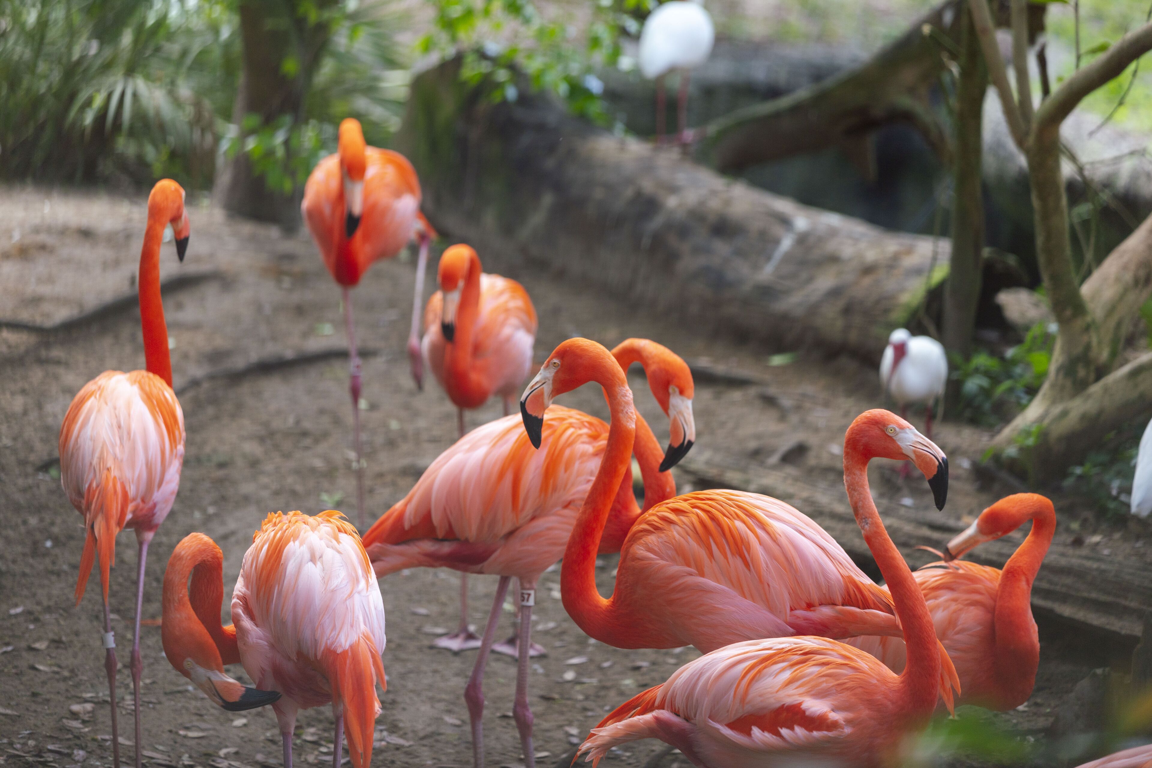 Un grupo de flamencos en su hábitat natural, con árboles y troncos.