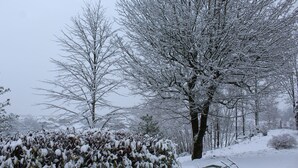 Een besneeuwd landschap met kale bomen en een pad bedekt met sneeuw.