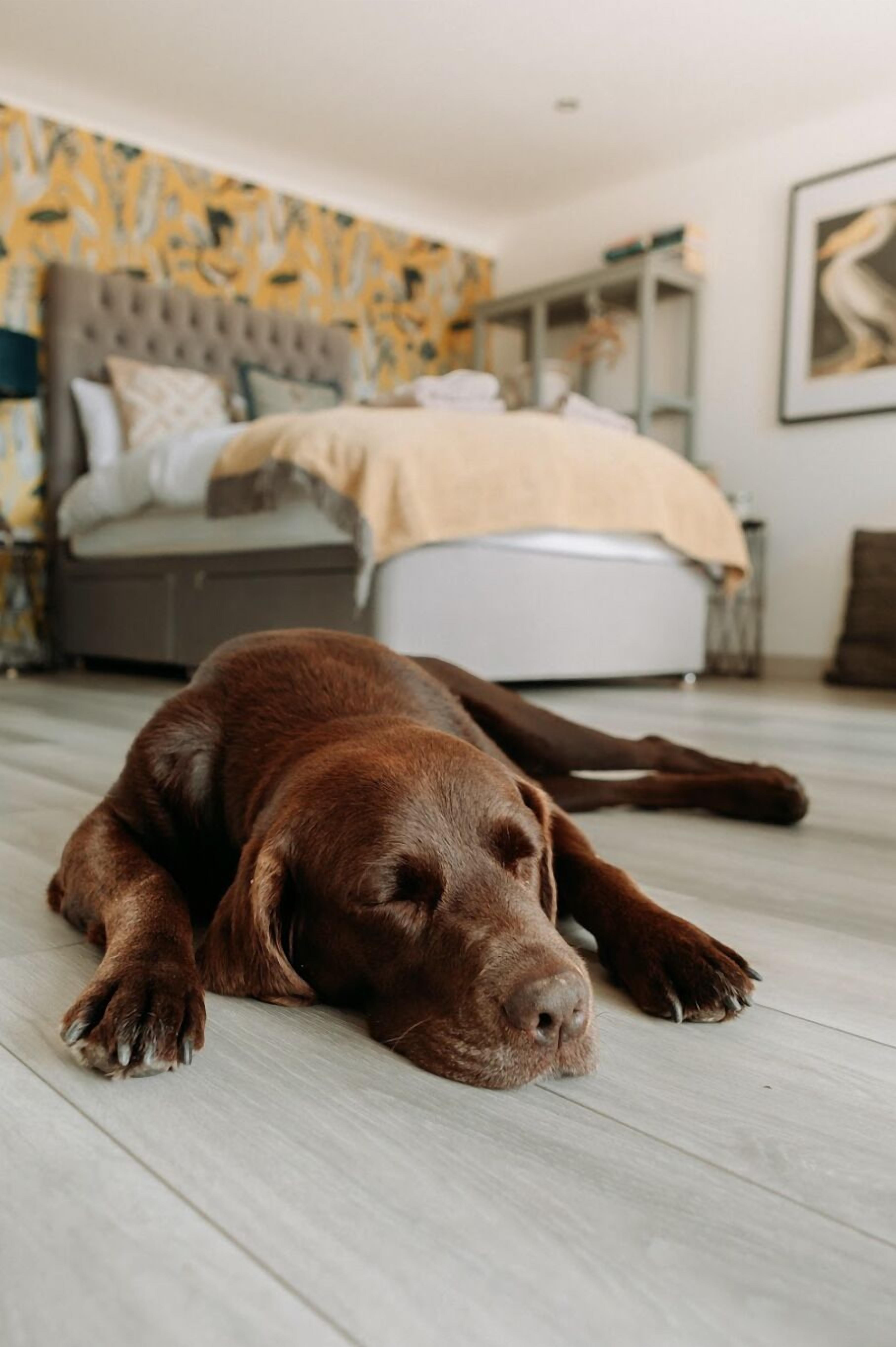 Ein Hund liegt auf einem Holzboden in einem Schlafzimmer mit Bett und Kopfteil im Hintergrund.