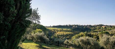 A rural landscape with a hill, trees, and a clear sky.