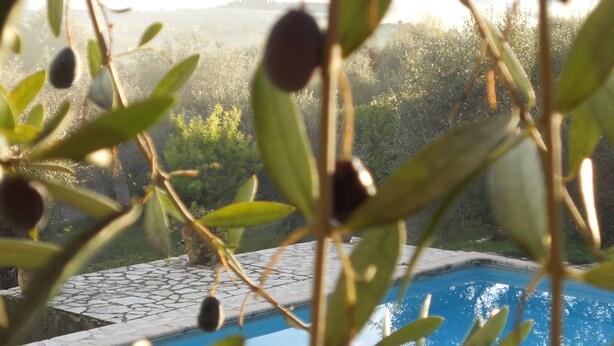 Una piscina circondata da ulivi e un sentiero in pietra.