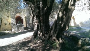 Un albero grande con un tronco robusto e una struttura in pietra sullo sfondo.