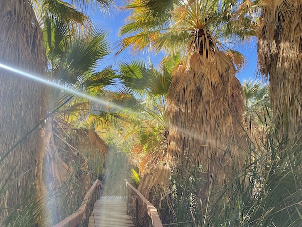 Une promenade en bois, bordée de palmiers et d’herbes sèches.