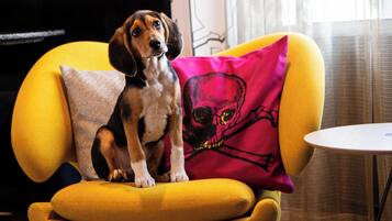 A dog sitting on a yellow armchair with a skull pillow, a small round table, and a TV in the background.