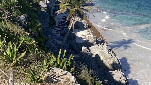 A coastal landscape with rocky terrain, palm trees, and a clear blue sky. - Beautiful and comfortable apartment in the Mayan jungle.  (Tulum)