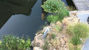 Un estanque con nenúfares, rocas y diversas plantas.