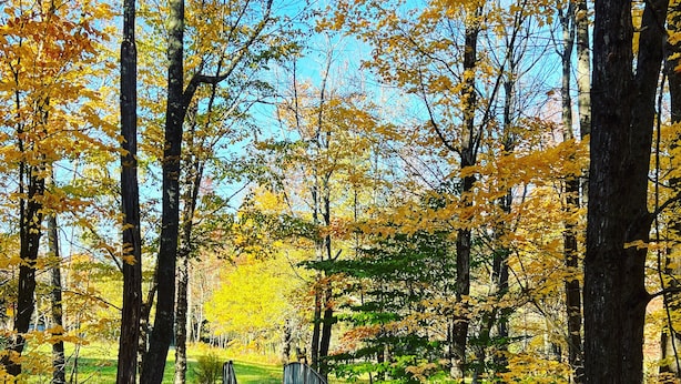 A pathway through a forest with autumn leaves and a wooden bridge. - Summer Escape Near Lakes, Trails & Mt Snow (Dover)