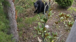 Two bears in a forested area with a vehicle in the background. - Cabin w/ loft & beautiful updates, indoor fun/hot tub/new grill & communal pool! (Sevierville)