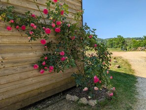 Un bâtiment en bois orné d’un rosier grimpant.